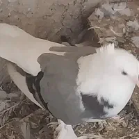 پاپربوشهری