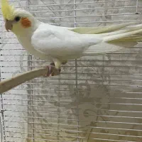 عروس هلندی لوتینو