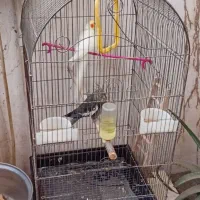 یک جفت عروس با قفس