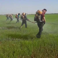 سمپاشی و کود پاشی صیفی جات کاهو کلم و هر نوع کشتی|خدمات باغبانی و درختکاری|دزفول, |دیوار