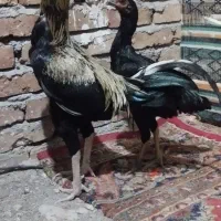 سلام دوستان دوجفت مرغ عشق باقفسو مرغ و خروس|پرنده|ایرانشهر, |دیوار