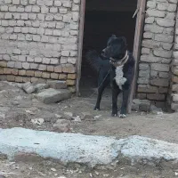 سگ نگهبان|سگ|مشهد, كنويست|دیوار