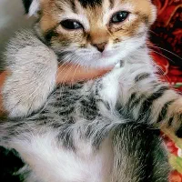 گربه اسکاتیش|گربه|تهران, سردارجنگل|دیوار