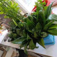 گل‌های آپارتمانی|گل و گیاه طبیعی|بهارستان, |دیوار