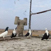 کبوتر|پرنده|دشتابی, |دیوار