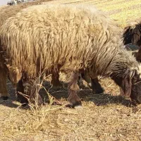 شیشک قوچ.شیشک میش|حیوانات مزرعه|مرودشت, رودبال|دیوار