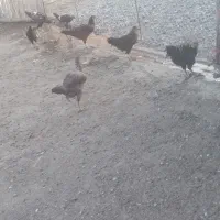 مرغ