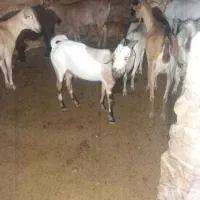 فروش کهره نر دورگ صومال