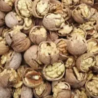 گردو ی زنوز