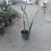 گل های اپارتمانی|گل و گیاه طبیعی|لواسان, |دیوار