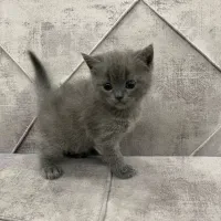 اسکاتیش آنفولد|گربه|اسلامشهر, شهرک واوان|دیوار