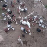 فروش بوقلمون نرو ماده محلی|حیوانات مزرعه|شیراز, کیان آباد|دیوار