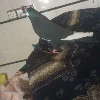 کفتر|پرنده|تاکستان, |دیوار