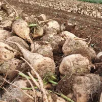 فروش چغندر قند