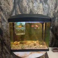 آکواریوم ماهیران