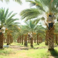 نخل اصلاح شده تنه دار مثمر و غیرمثمر|خدمات باغبانی و درختکاری|قم, بلوار امین و ساحلی|دیوار