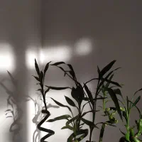 اجاره ساعتی ، پلاتو ، اجاره ماهانه