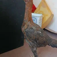 دوعدد مرغ لاری نژاد دار