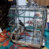 سیره زمستانی