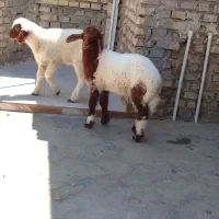 2عدد بره نر و ماده عربی شرط صحیح وسالم