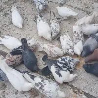 کفتر  نر ماده  دورگ   محلقی پرشی  یکجا یکجا ۱۵جفت