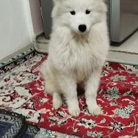 سگ سامویید گمشده