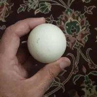 فروش سنگ آسیاب|جواهرات|قم, یزدان‌شهر|دیوار