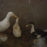 بوقلمون نرو ماده برنز اصیل بومی اردک و بلدرچین|حیوانات مزرعه|قم, سراجه (۱۵ خرداد)|دیوار