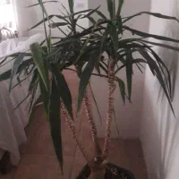 یوکا|گل و گیاه طبیعی|ورامین, خیر آباد|دیوار