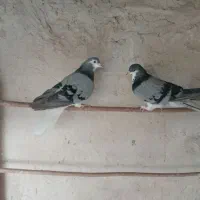 فروشی|پرنده|اصفهان, شهرستان|دیوار