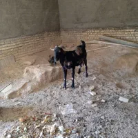 بز نیدی|حیوانات مزرعه|خرمشهر, |دیوار