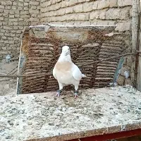 اوقون زرد نر|پرنده|قاسمآباد (خواف), |دیوار