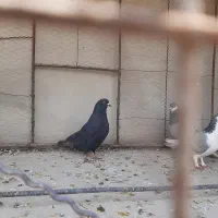دمگیر|پرنده|اصفهان, خاتون‌آباد|دیوار