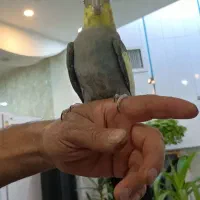 عروس هلندی نر و ماده  جفتی