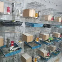 عروس هلندی آلبینو مولد و جوجه سرلاکی