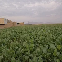 فروش زمین مسکونی|فروش زمین و ملک کلنگی|زاغه, |دیوار