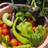 نشا بادمجان،گوجه،خیار،فلفل