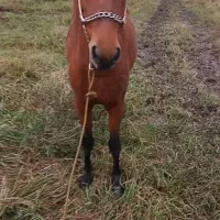 فروش اسب|اسب و تجهیزات اسب‌سواری|خمام, |دیوار