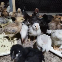 ۱۰۰ جوجه محلی ۲۰ روزه کرچ شو|حیوانات مزرعه|بابل, |دیوار