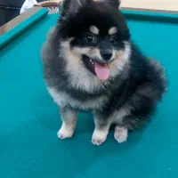 سگ پامرین بلک اندتن اصیل فوری فروش