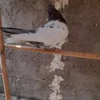 نر کله سرخ کاکلی|پرنده|قم, علی آباد سعدگان|دیوار