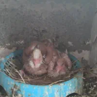 کبوتر رنگی