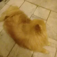 پامرین روباهی|سگ|قدس, شهرقدس|دیوار