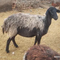 میش دو قلو  بره قوچ بزغاله بز