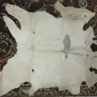 قالیچه دستبافت وپوست|فرش|کرمانشاه, |دیوار