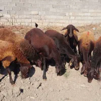 گوسفندجنس افشاری ابستن