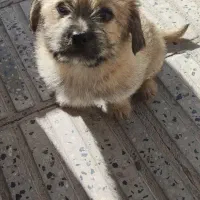 فروش فوری توله شیتزو