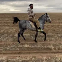 اسب|اسب و تجهیزات اسبسواری|بوکان, |دیوار