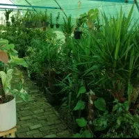 تخفیف بلک فرایدی گل و گیاه|گل و گیاه طبیعی|نیشابور, فردوس شمالی|دیوار