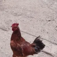 خروس‌جوان‌